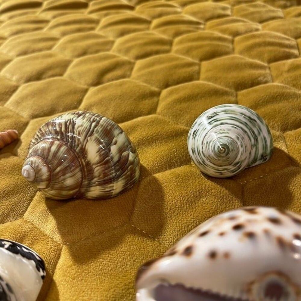 seashells(5) - Picture 7 of 7